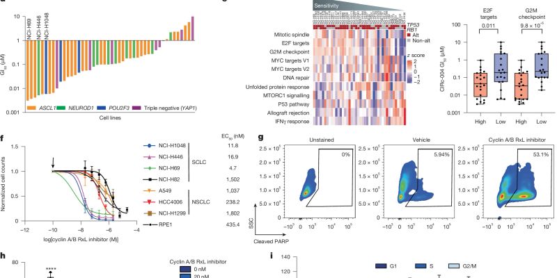 小细胞肺癌治疗新策略：Nature揭示新型细胞周期抑制剂的突破性进展