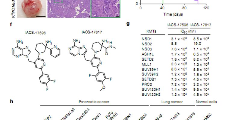 NSD2抑制剂：攻克KRAS突变肺癌与胰腺癌的新策略，联用索托拉西布效果显著