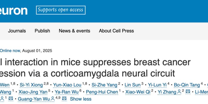 社交互动如何抑制乳腺癌生长？最新研究揭示大脑与免疫系统的抗癌秘密