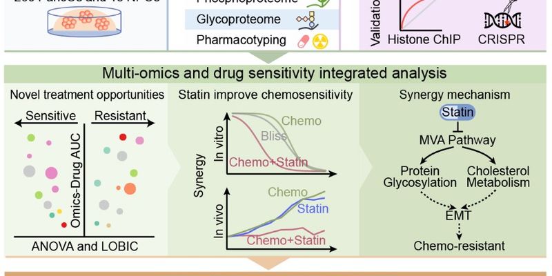 胰腺癌化疗耐药新突破：他汀类药物联合治疗显著提升疗效