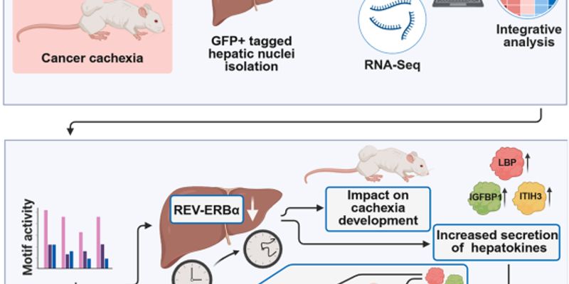 癌性恶病质新突破:研究揭示肝脏是“消耗元凶”,REV-ERBα成治疗新靶点