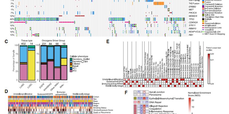 肺腺癌治疗新方向：多组学分析揭示不同人群的致癌机制与潜在靶点