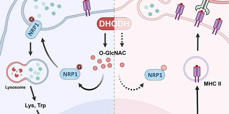 抑制DHODH靶点：克服抗PD-1耐药，增强癌症免疫治疗的新策略