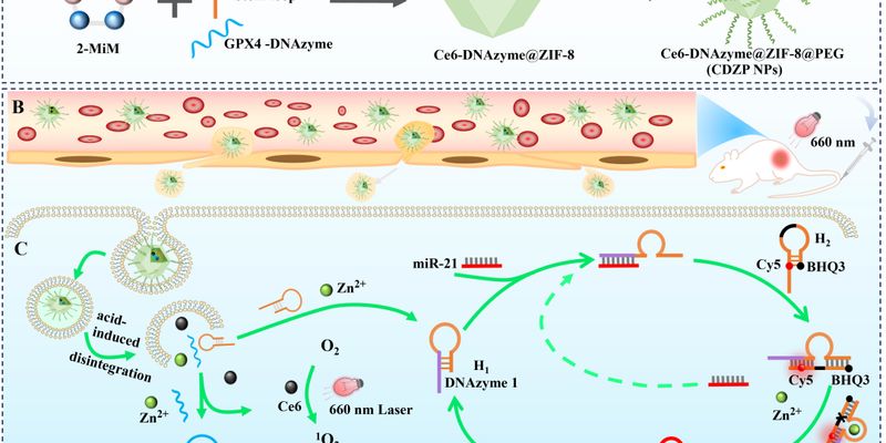 乳腺癌治疗新突破：新型纳米诊疗剂如何通过成像引导，增强光动力疗法（PDT）效果？
