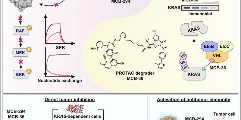 新型pan-KRAS抑制剂MCB-294问世：广谱对抗G12D/G12C等突变，攻克耐药难题