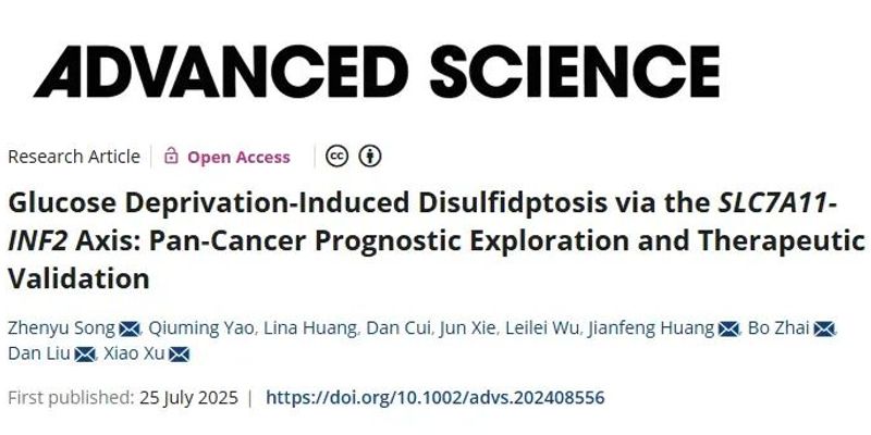 卵巢癌治疗新方向:研究揭示SLC7A11-INF2轴可诱导“双硫死亡”,成潜在治疗靶点