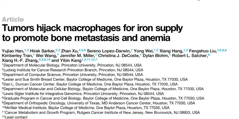 揭秘癌细胞“偷铁”机制：乳腺癌、前列腺癌骨转移为何常伴贫血？