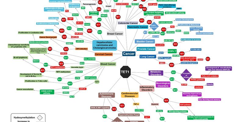 TET1基因：癌症及多类疾病进展的表观遗传学“建筑师”与潜在靶向治疗新希望