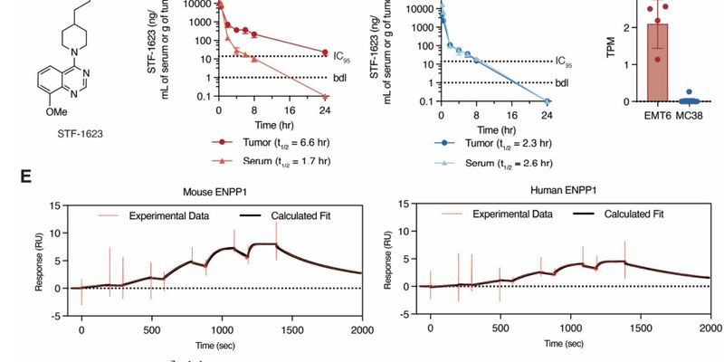 STF-1623:ENPP1抑制剂在肺癌、乳腺癌等实体瘤免疫治疗中的突破