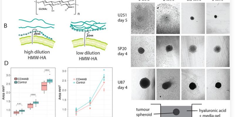 “冻结”透明质酸:胶质母细胞瘤治疗新突破,有望阻止癌细胞扩散与术后复发