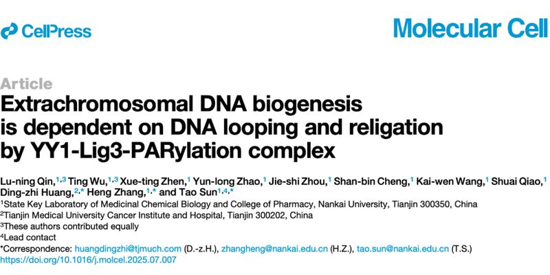 癌细胞ecDNA形成机制新突破：YY1-Lig3-PARylation复合物揭示癌症进展新路径