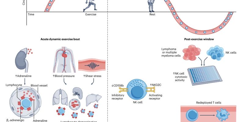科学揭秘:运动如何有效提升癌症患者的抗肿瘤免疫力