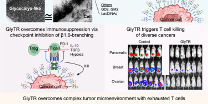 《细胞》重磅:新型泛癌免疫疗法GlyTR问世,有望通杀多种实体瘤与白血病