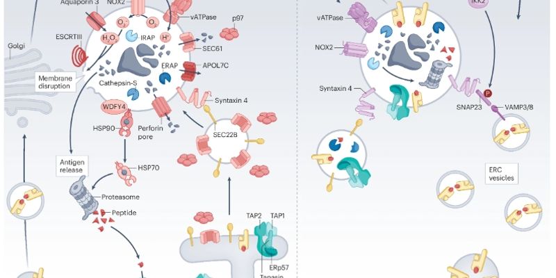 cDC1细胞：重塑癌症免疫治疗，激活抗肿瘤T细胞的关键枢纽
