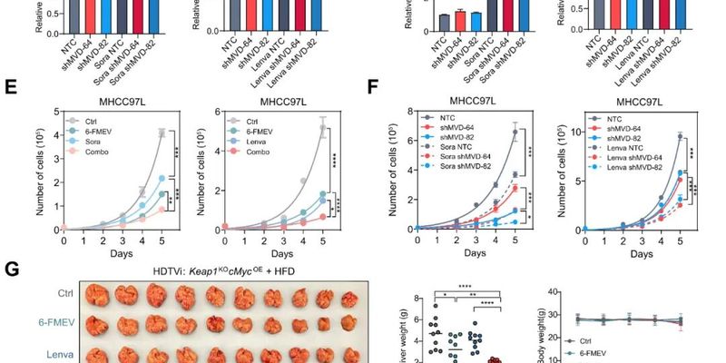 阿托伐他汀：降胆固醇药如何“跨界”抗肝癌？联合仑伐替尼疗效显著