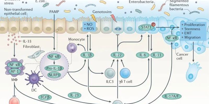 白介素：癌症治疗中的双刃剑？揭秘其在肿瘤免疫中的正反作用