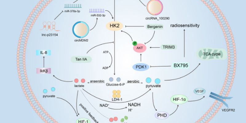 头颈癌治疗新突破：揭秘能量代谢与免疫疗法联用策略