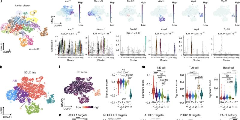 小细胞肺癌治疗新曙光:《Nature》重磅研究揭示肿瘤起源,为新药研发指明方向