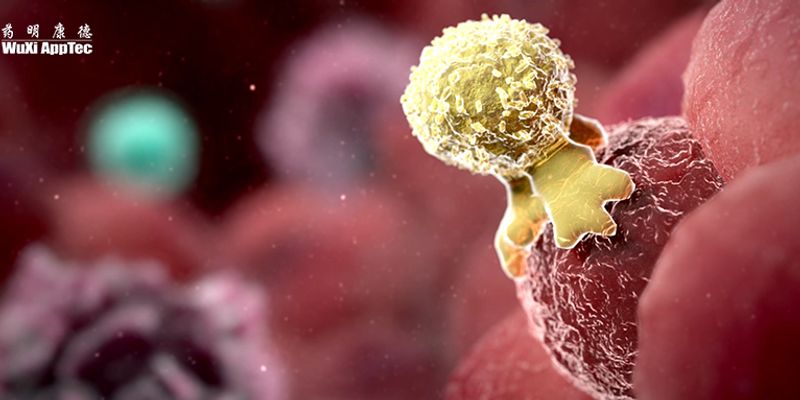 ENPP1抑制剂:点燃“冷肿瘤”,重塑癌症免疫治疗新格局