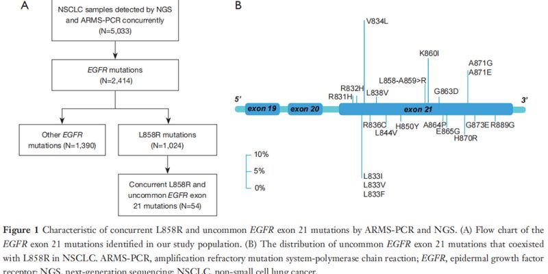 EGFR L858R/K860I共突变:NGS检测如何为非小细胞肺癌患者点亮靶向治疗之路?