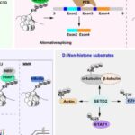 SETD2功能揭秘：从免疫卫士到淋巴瘤等血液肿瘤的潜在治疗新靶点