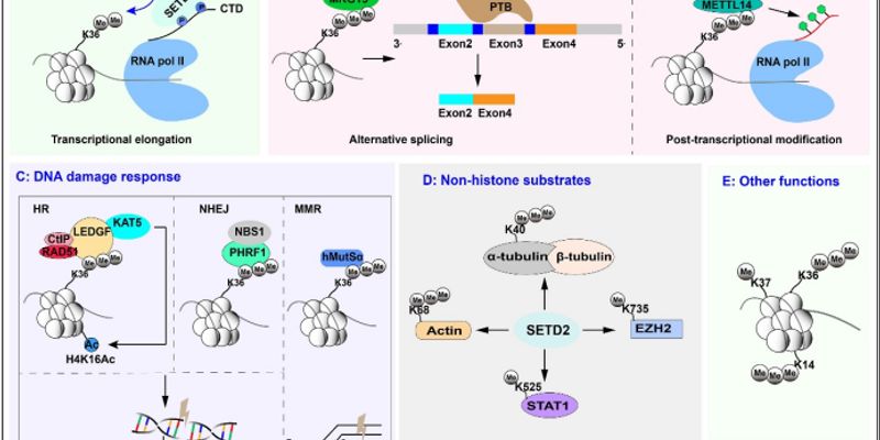 SETD2功能揭秘:从免疫卫士到淋巴瘤等血液肿瘤的潜在治疗新靶点
