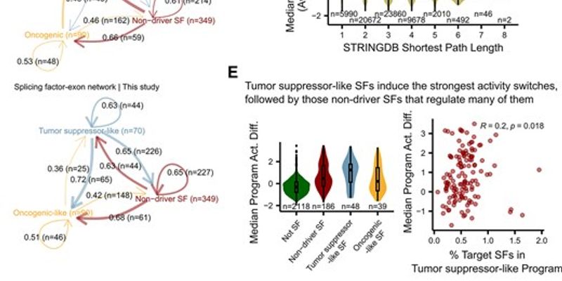 癌症生长的“幕后黑手”：AI发现MYC基因劫持剪接系统的新机制