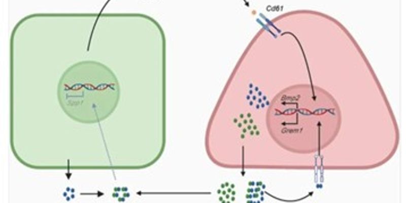 胰腺癌治疗新突破:《自然》揭示关键靶点骨桥蛋白(SPP1)可逆转肿瘤进展