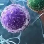 细胞疗法：癌症治疗的革命性突破？一文读懂干细胞与CAR-T