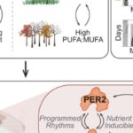 2025年10月《科学》重磅研究：从癌症耐药到延缓衰老，十大发现改写生命科学认知