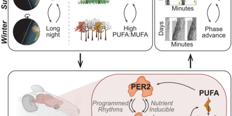 2025年10月《科学》重磅研究:从癌症耐药到延缓衰老,十大发现改写生命科学认知