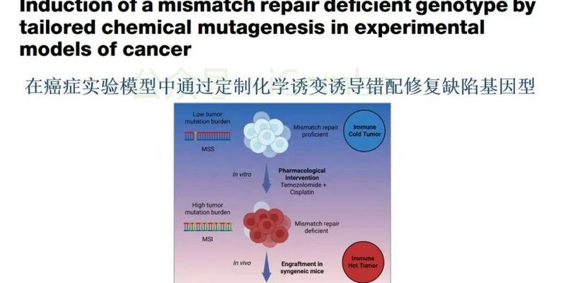 结直肠癌免疫治疗新策略：替莫唑胺与顺铂联用，唤醒抗癌免疫力