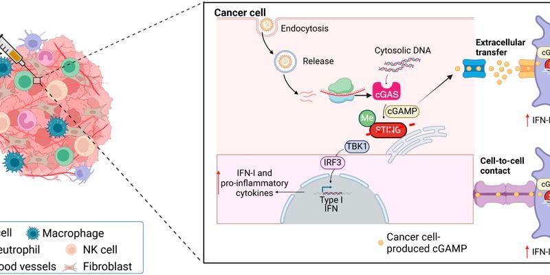 cGAS-STING通路新突破：MIT研发mRNA疗法，让癌细胞自产“弹药”攻击肿瘤！