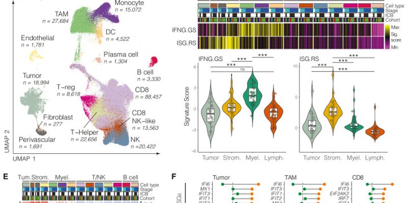 肾癌免疫治疗为何无效？新研究锁定“内鬼”髓系细胞是耐药元凶