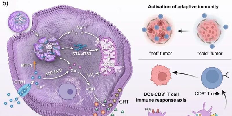 骨肉瘤免疫治疗新曙光：靶向线粒体纳米笼技术如何将“冷肿瘤”变“热”？