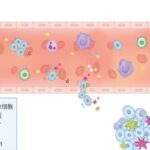 警惕“滴血传癌”！循环肿瘤细胞（CTCs）与输血安全性的深度剖析