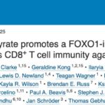 膳食纤维如何助力抗癌？新研究揭示其可增强黑色素瘤免疫治疗效果