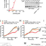 胶质母细胞瘤新希望：鼻腔给药纳米药物ISD⁴⁵-SNA，不开刀直达病灶，激活免疫力！
