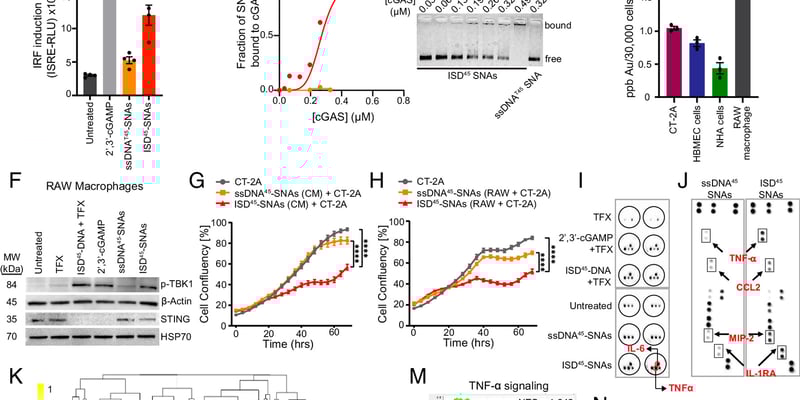 胶质母细胞瘤新希望：鼻腔给药纳米药物ISD⁴⁵-SNA，不开刀直达病灶，激活免疫力！