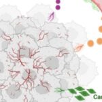 抗血管生成药物为何会耐药？揭秘肿瘤血管新生的复杂起源与治疗对策