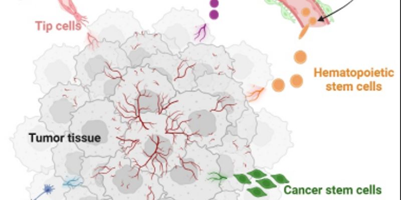 抗血管生成药物为何会耐药？揭秘肿瘤血管新生的复杂起源与治疗对策