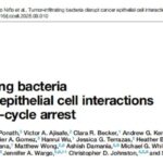 化疗耐药新解：肿瘤内细菌竟是“帮凶”，通过物理挤压诱导癌细胞休眠