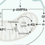 癌症免疫治疗新突破：TRAP1靶点或成逆转肿瘤免疫逃逸的关键