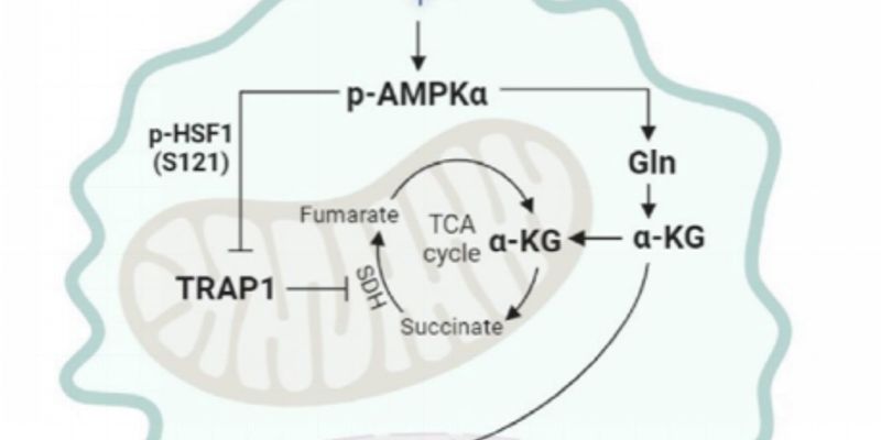 癌症免疫治疗新突破：TRAP1靶点或成逆转肿瘤免疫逃逸的关键