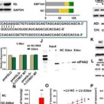 解码肿瘤生长引擎：X26nt调控CCND1新机制揭示癌症治疗新靶点