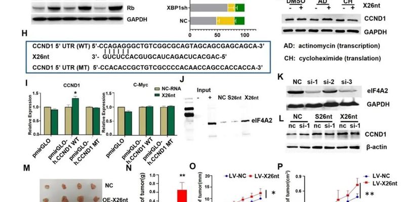 解码肿瘤生长引擎：X26nt调控CCND1新机制揭示癌症治疗新靶点