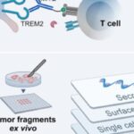 免疫治疗新突破：MiTEs靶向巨噬细胞，攻克癌症耐药性难题