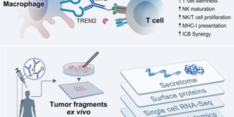免疫治疗新突破：MiTEs靶向巨噬细胞，攻克癌症耐药性难题