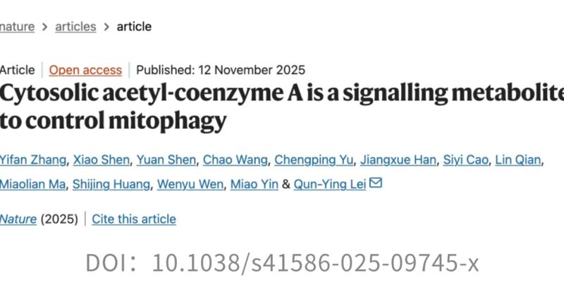 饥饿能抗癌吗？最新研究揭示：抑制线粒体自噬可增强KRAS抑制剂对胰腺癌的疗效