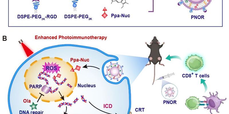 奥拉帕利联合光动力疗法新突破：精准打击癌细胞DNA，为胰腺癌治疗带来新曙光